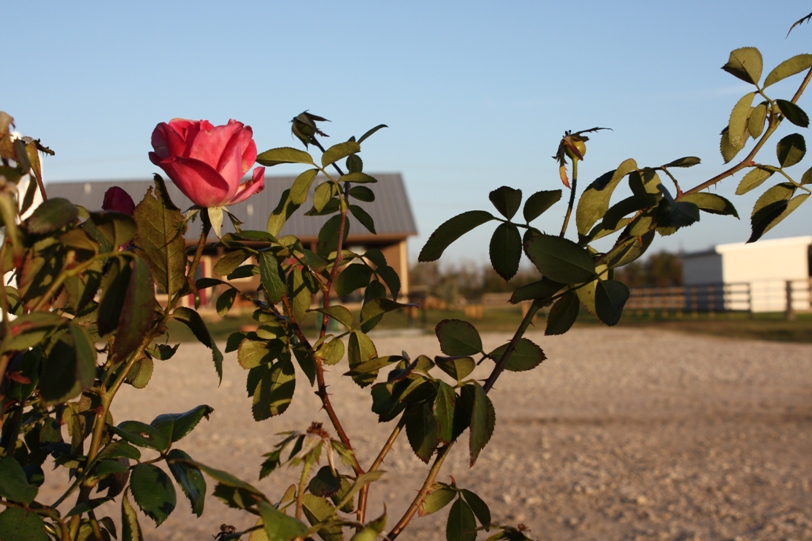 Circle "C" Ranch